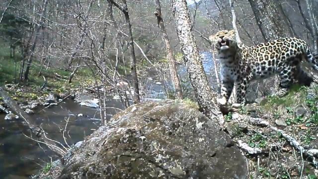 Улыбка дальневосточного леопарда / Smile of Amur leopard смотреть онлайн