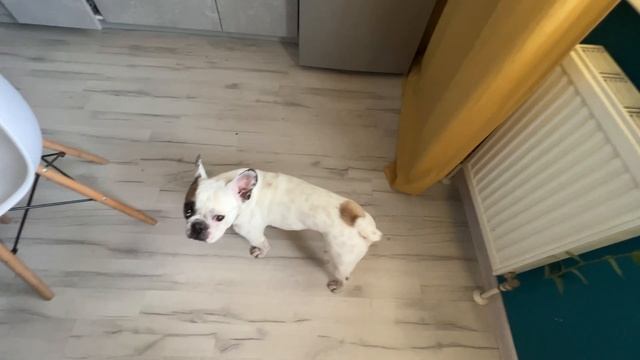 У нас жара! Французский бульдог Сэм приветствует подписчиков