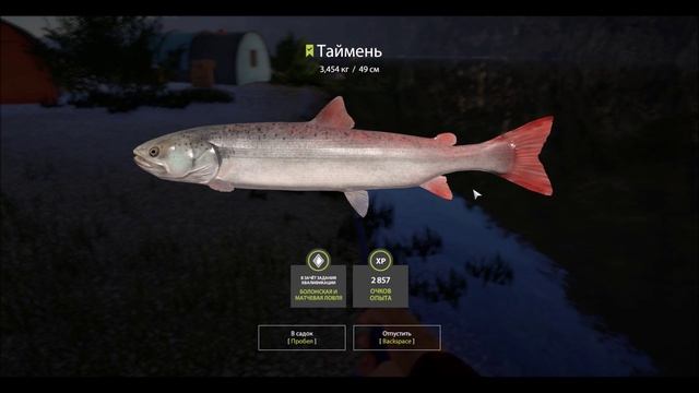 Таймень, зачетный, река Белая, игра Русская Рыбалка 4, Russian Fishing 4 смотреть онлайн