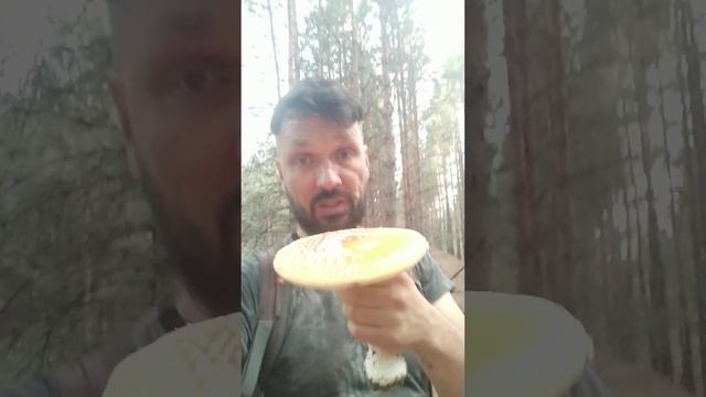 Мухоморы большие или маленькие? Собираю и продаю мухоморы. Пишите в телеграмм https://t.me/Muhomar смотреть онлайн