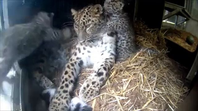 Котята из бельгийского зоопарка Бельвард! смотреть онлайн