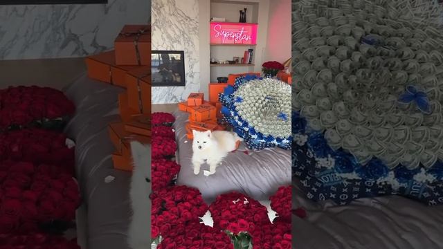 Вот это сюрприз! смотреть онлайн