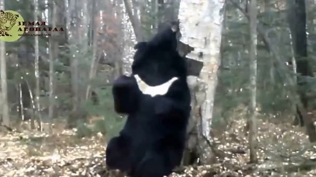 Медведь-почесун на 