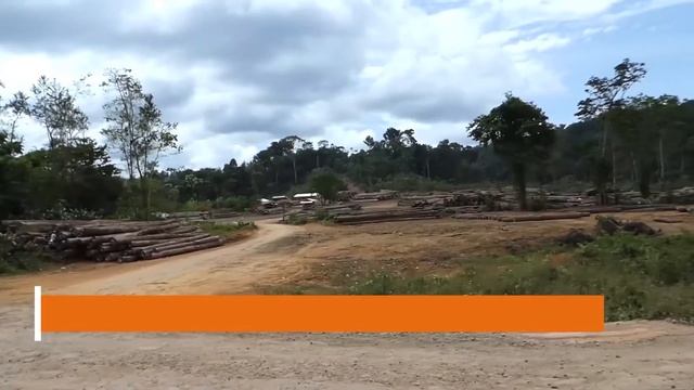 Investigation | Jaguar poaching смотреть онлайн