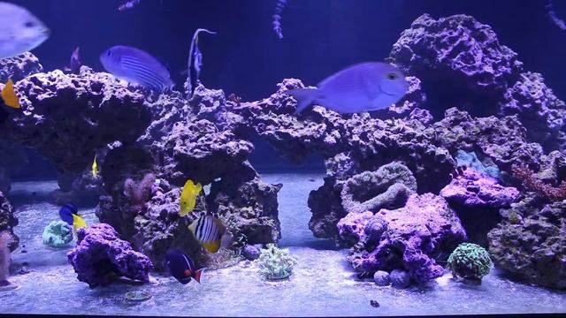 500 Gallon Display Tank смотреть онлайн
