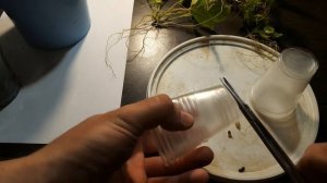 КАК Я РАЗМНОЖАЮ АНУБИАСЫ