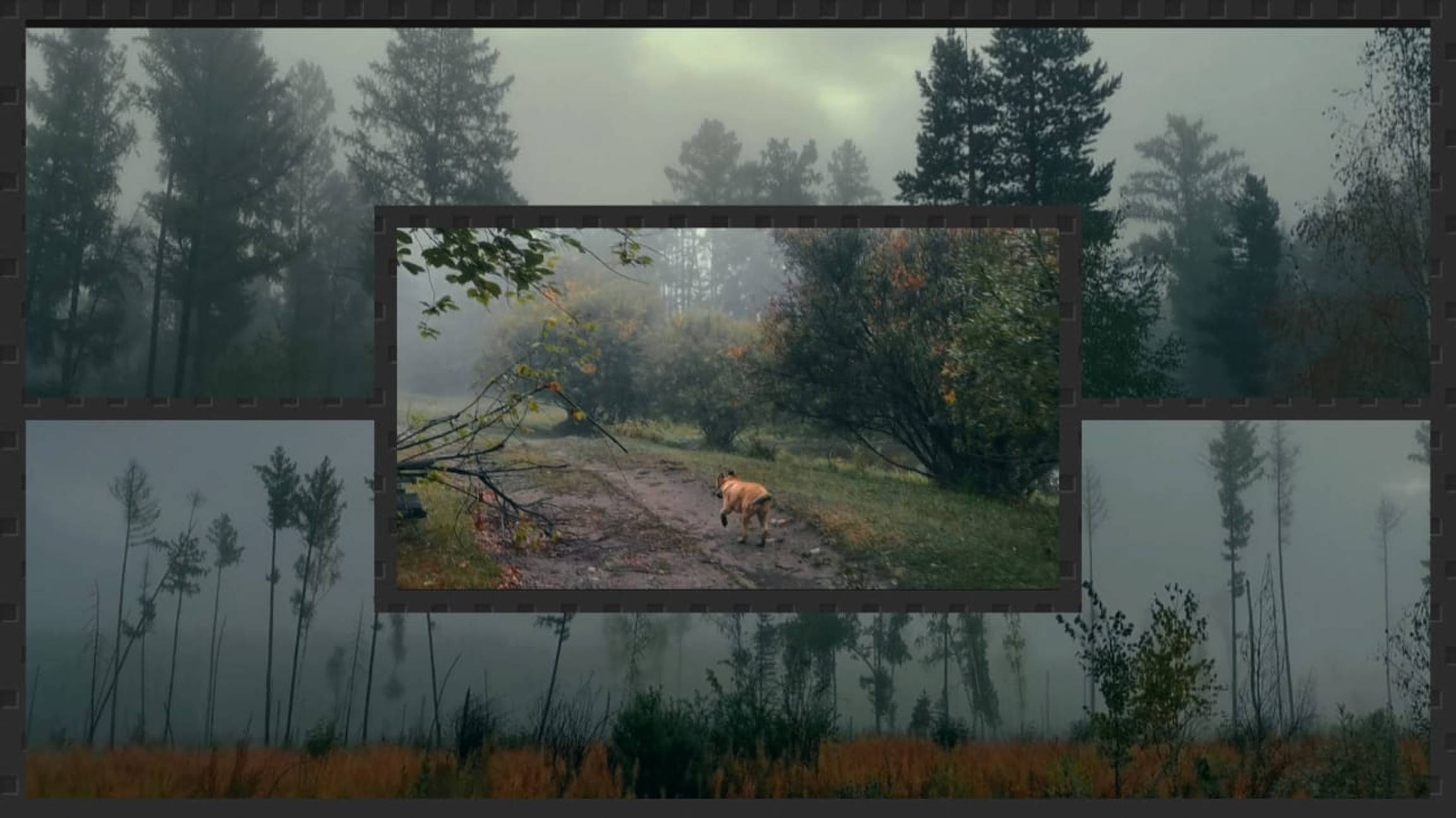 Сказочный туман в лесу (03.09.2024)