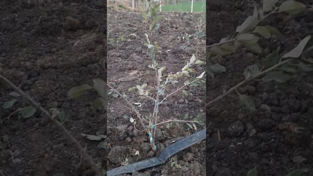 Hot climate apple plant nursery/Anna apple plant/golden apple plants/ смотреть онлайн