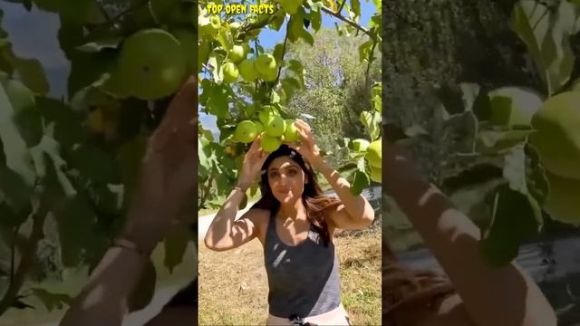Shilpa Shetty Gets Crazy by Seeing Apple - Watch Golden Apple by Shilpa Shetty смотреть онлайн