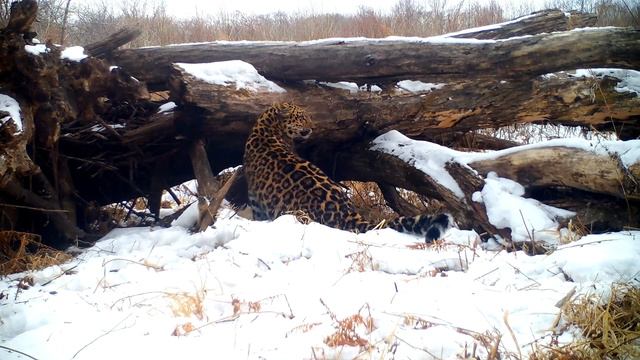 Упитанный дальневосточный леопард \ Big Amur leopard смотреть онлайн