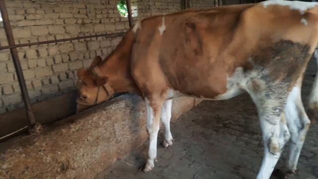 ГАЛИШТЕЙН ХУНАЖИН БУГОЗЛАР НАРХИ☎️+998 94 569 61 60 👍ЭГАЛАРИДАН 6 сентября 2022 г GALISHTEYN NARXI смотреть онлайн