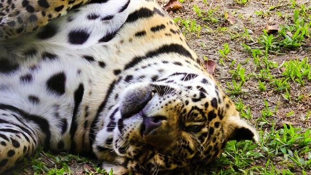 Jaguar Sounds | Jaguar Roar