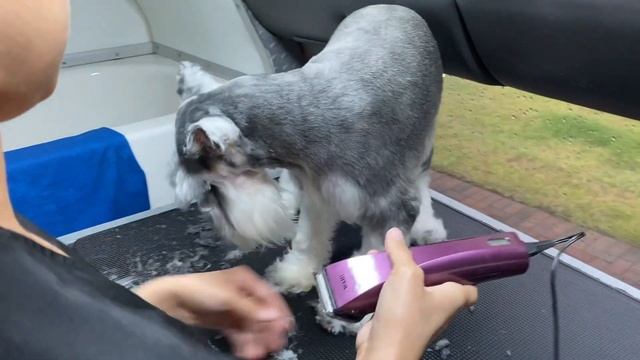 HOW I GROOM A SCHNAUZER 😊 смотреть онлайн