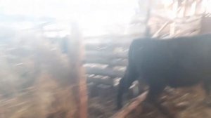 как я кормлю абердин Ангус