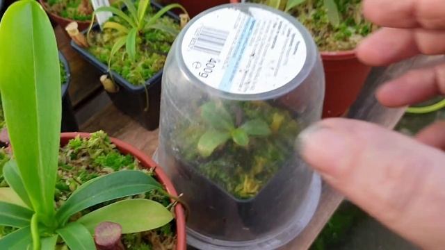 nepenthes, cephalotus, tuberous drosera, utricularia and orchid tour смотреть онлайн