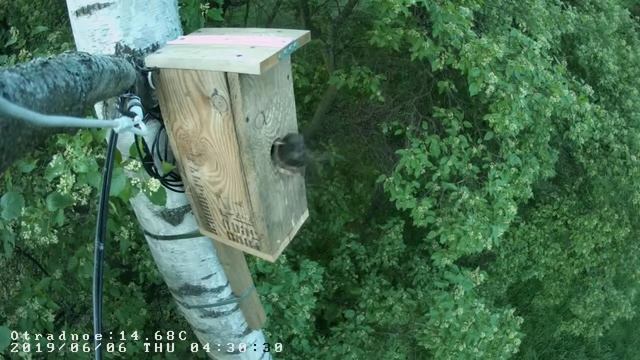 Вылет скворчат 06.06.2019 смотреть онлайн