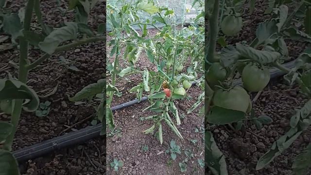 первый помидор в 2024 смотреть онлайн