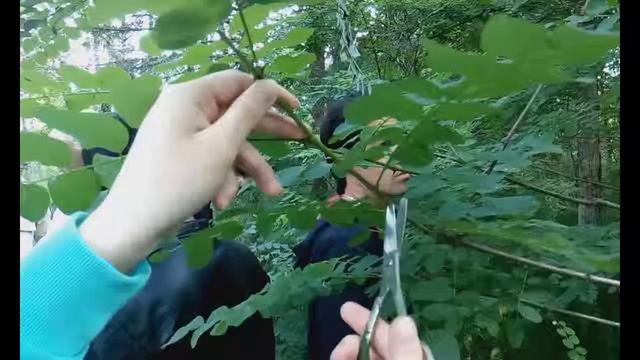 Практика по ботанике 101 - 102 группы смотреть онлайн