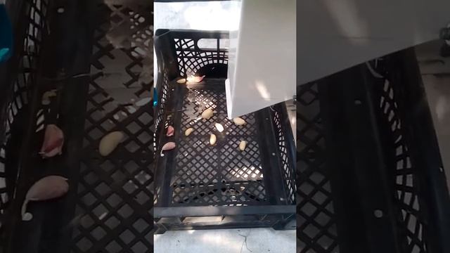 Станок для очистки чеснока смотреть онлайн