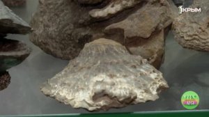 Как черноморские устрицы возвращаются в Крым и какие тайны они могут раскрыть?