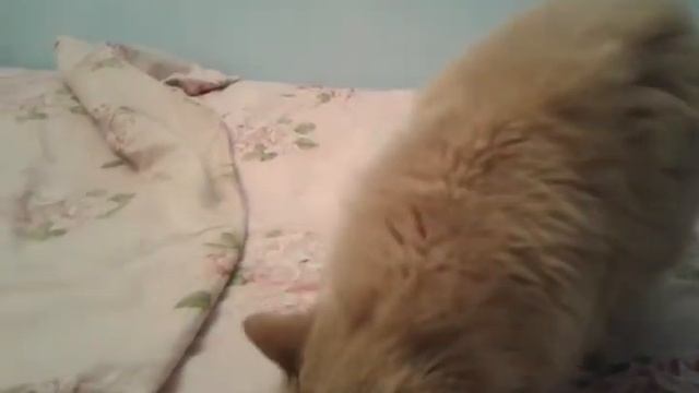 Кошка Рыжа, её голос смотреть онлайн