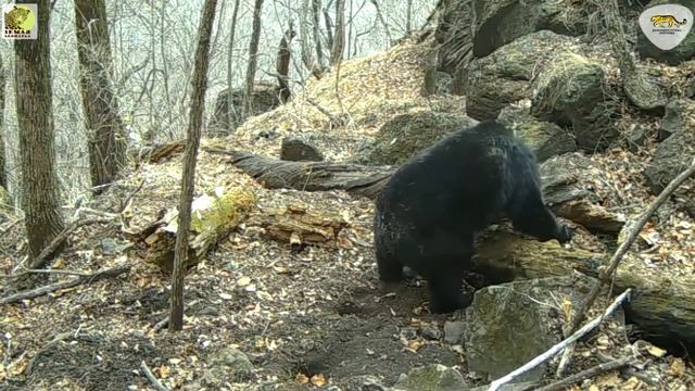 Барсучья весна на "Земле леопарда" \\ Badger spring in the "Land of the Leopard" смотреть онлайн