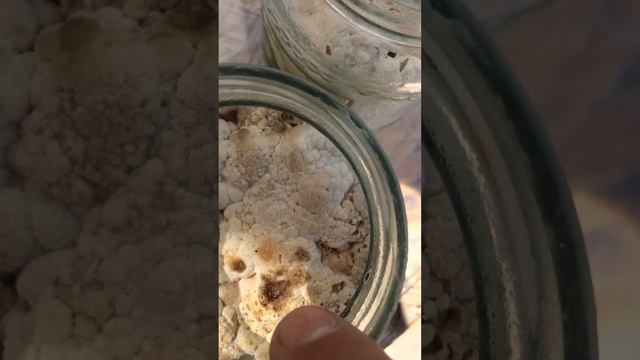 Вырастил очередную партию ежовика гребенчатого. смотреть онлайн