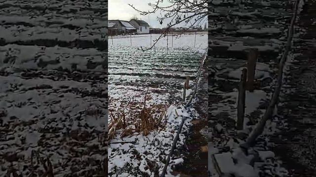 Клубника под снегом. Анонс ролика о питании клубники . #shorts смотреть онлайн