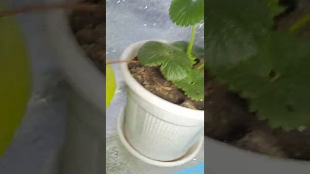 Клубника на подоконнике. Поменял свет. #shorts смотреть онлайн