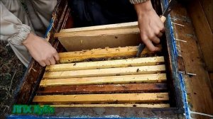 Стамеска Пасечная "Европейка". Стамеска пчеловода. Beekeeper's chisel "European". www.uley.in