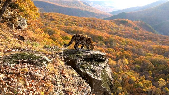 Новый леопард зафиксирован на «Земле леопарда» / New leopard смотреть онлайн