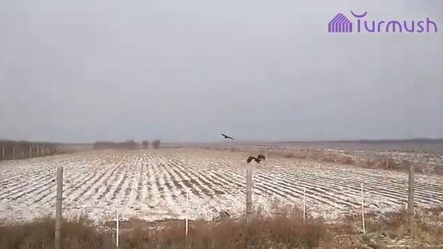 Лейлектин Арка зонасында ак кажырлар учуп жүрүшөт смотреть онлайн