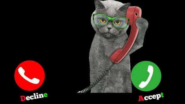 hello , cats, 🍏Apple Ringtone , iphone pro , iphone , Cat Ringtone #iphone #cat Ep.13 смотреть онлайн