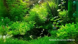 Музыка для сна - Нежный и крепкий СОН, глубокий релакс и успокоение нервной системы