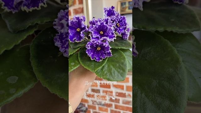 С днем МАТЕРИ! Кухня Фиалки 🐇 и АВ-Исскуство Волны. смотреть онлайн