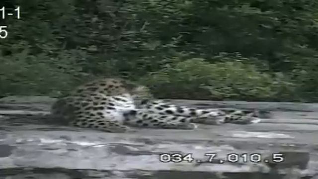 Дальневосточный леопард отдыхает как домашний кот/The Amur leopard is resting like a housecat смотреть онлайн