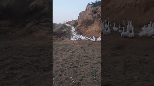 G'oz jo'jalari sotiladi смотреть онлайн