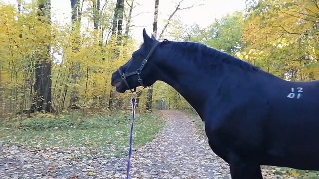 прогулка с конём по осеннему парку -3 смотреть онлайн
