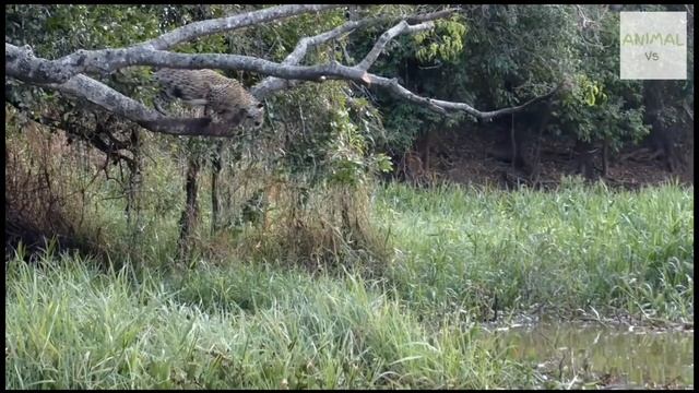 Jaguar vs Crocodile | Jaguar brutally mudering crocodile compilation! смотреть онлайн
