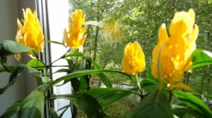 Пахистахис - основные советы по уходу