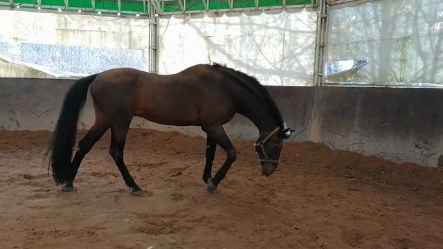 весна, поиск жеребцом местечка поваляться от души.. (18) смотреть онлайн