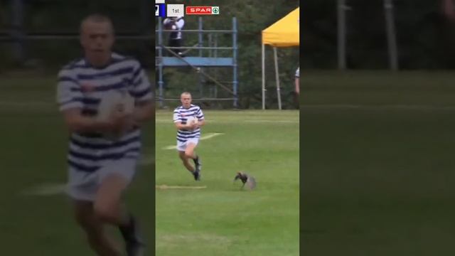 Unbelievable Rugby Try by SACS Player Jack Benade | Must-See Short Video смотреть онлайн