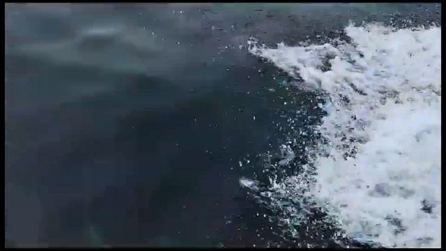 Дельфин-«инспектор» появился в Дальневосточном морском заповеднике смотреть онлайн
