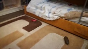 Как построить большой дом и лего дупло 1 часть