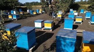 Итог перехода пасеки с дадана на рут.