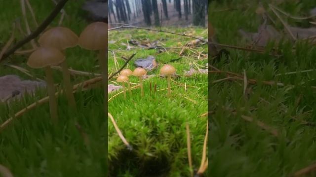 Самые обыкновенные , несъедобные грибы. смотреть онлайн