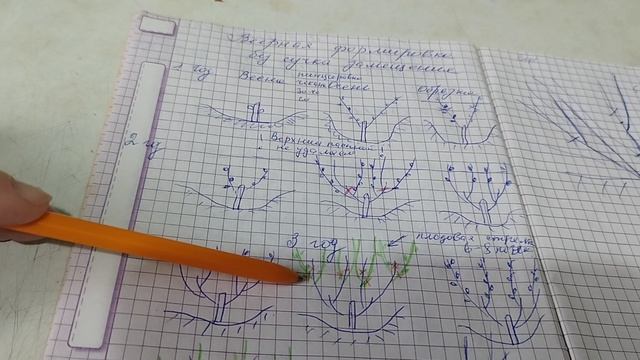 Веерная формировка винограда без сучка замещения. смотреть онлайн