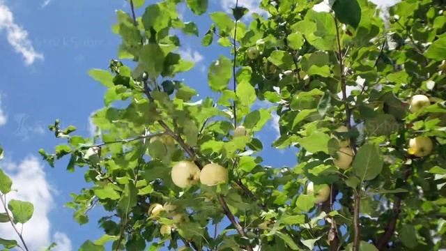 Apple tree on a background of the clear blue sky in slowmotion смотреть онлайн
