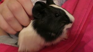 Вечер морских свинок. Кто чем занят? Влог. Guinea pigs.