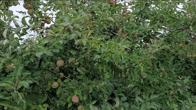 USA 🇺🇸 🌎 🇵🇭 APPLE PICKING AT HOMESTEAD FARM IN A RAINY DAY. смотреть онлайн